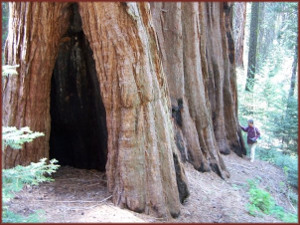 a group of sequoia trees with a single person who looks veryvery small, with her hand on the bark of one of the trees